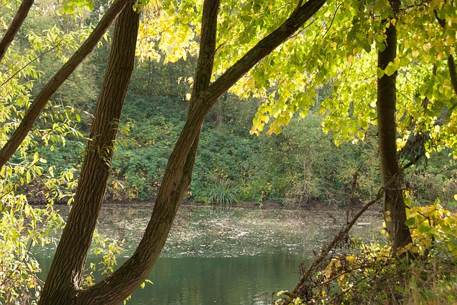 Free Tree Discover photo and picture