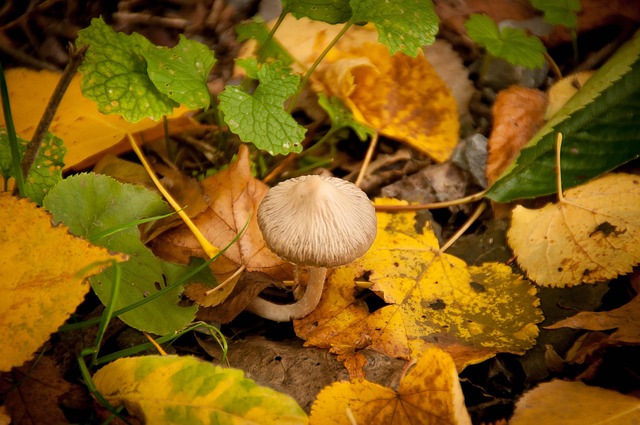 Free Mushroom Grow photo and picture