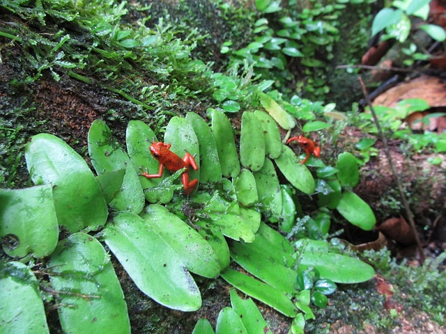 Free Jungle Poison Dart Frog photo and picture