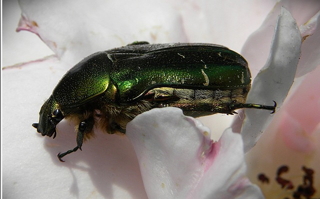 Free Rose Beetle Green photo and picture