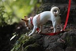 burt's bees, dog, chihuahua
