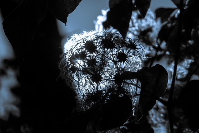 Free Clematis Tendril photo and picture