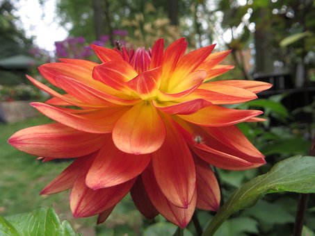 Free Flower Petal photo and picture