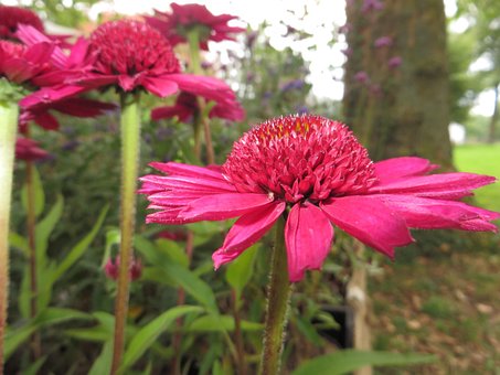 Free Flower Pink photo and picture