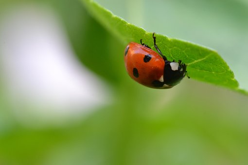 Free Insect Ladybug photo and picture