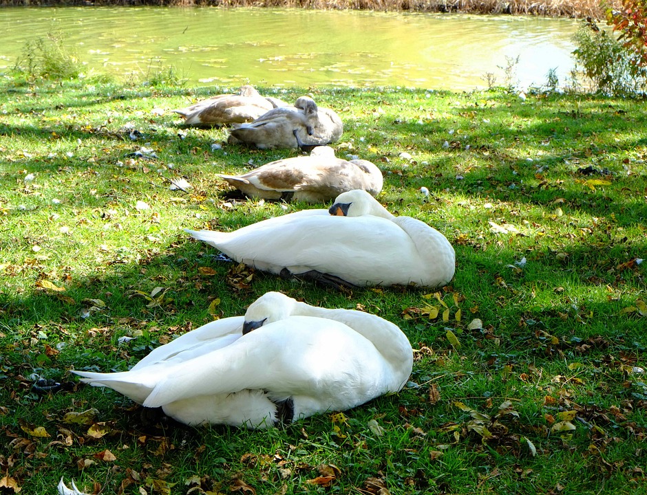The Sleeping Swans >> Sleeping Swans Young Signets River Free Photo On Pixabay The Sleeping Swans >> Sleeping Swans Young Signets River Free Photo On Pixabay