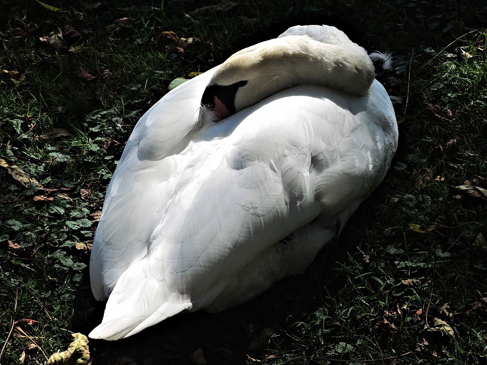 The Sleeping Swans >> Sleeping Swan Wild Bird Nature Free Photo On Pixabay The Sleeping Swans >> Sleeping Swan Wild Bird Nature Free Photo On Pixabay
