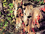 fire wood, winter ready, camp fire
