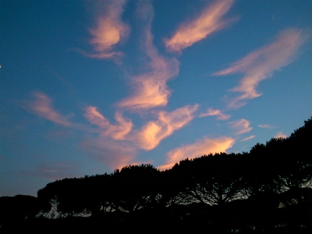 Sky, Himmel, Solnedgang, Træ, Skumring