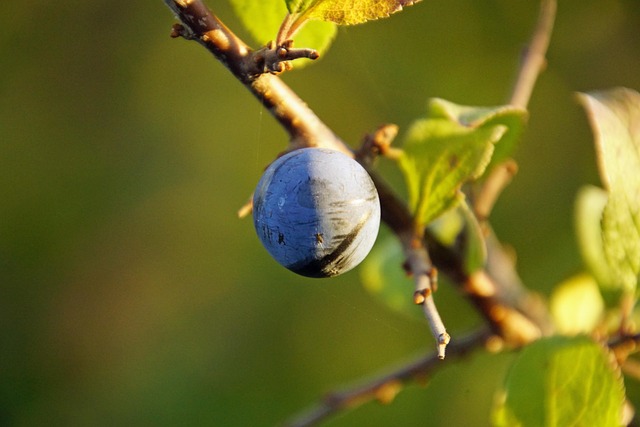 Free Sloe Fruit photo and picture