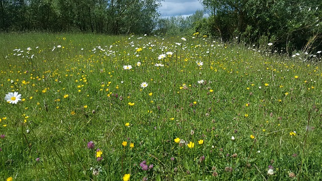 Free Spring Wild Flowers photo and picture