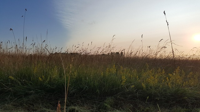 Free Nature Walking photo and picture