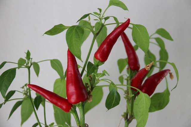 Pflanze, Essen, Scharf, Rot, Chili