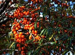 selenium řešetlákový, nature, tree fruits