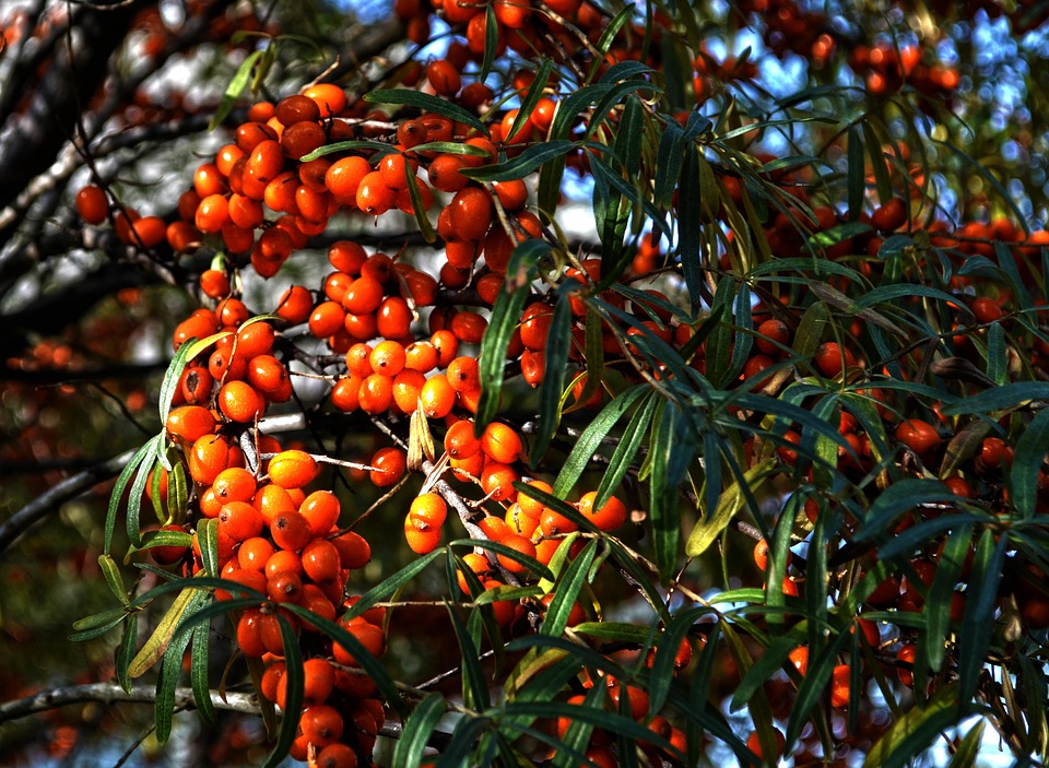 Sea Buckthorn Extract Powder Sea Buckthorn Extract Powder