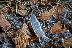 nature, foliage, autumn
