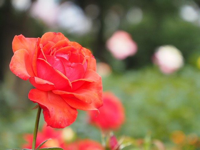Rose, Blomst Baggrund, Have, Plant