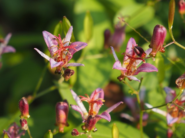 Tricyrtis Formosus, Efterår Blomster