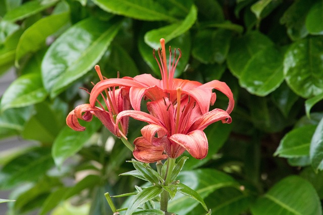 Free Flower Lily photo and picture