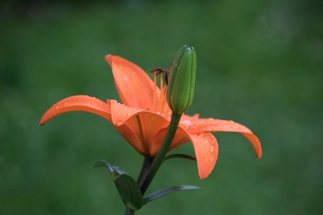 Free Lily Nature photo and picture