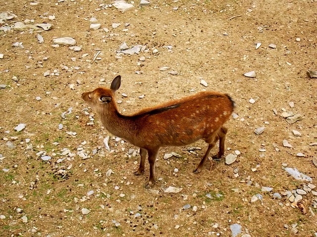 Deer Animal Animals - Free photo on Pixabay - Pixabay