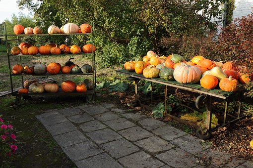 Free Pumpkin Sale photo and picture