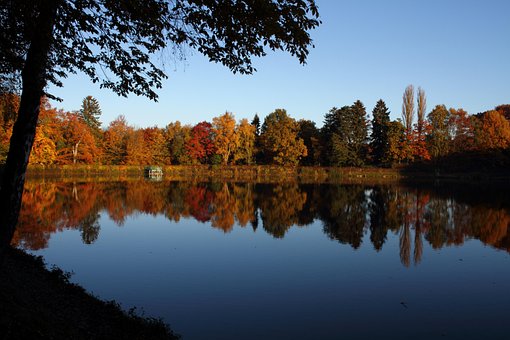 Free Fall Trees photo and picture