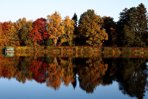 Free Fall Trees photo and picture