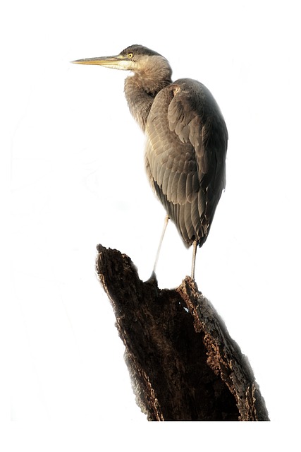 Free Blue Heron Tree photo and picture