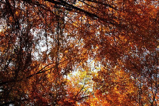 Free Fall Leaves photo and picture