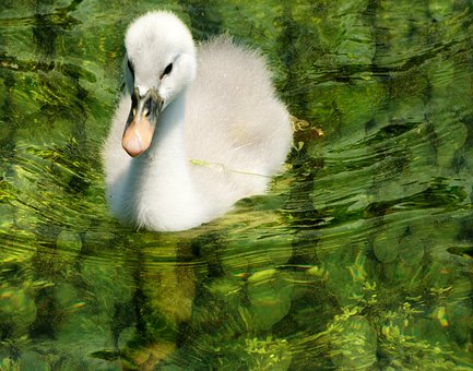 Free Swan Baby photo and picture