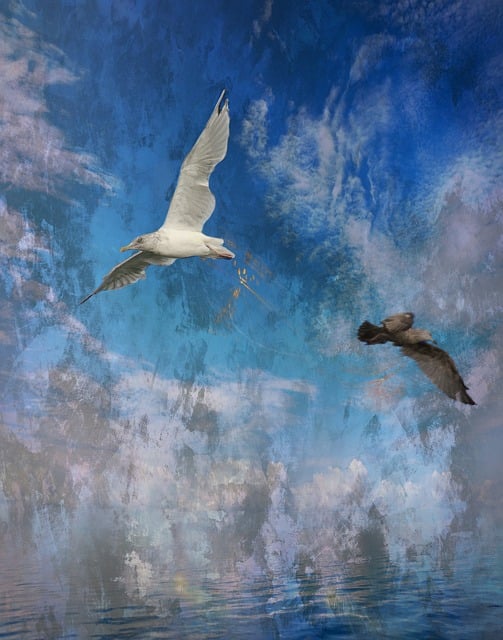 Free Seagulls Sky illustration and picture