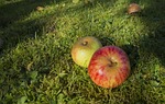 windfall, apple, ripe