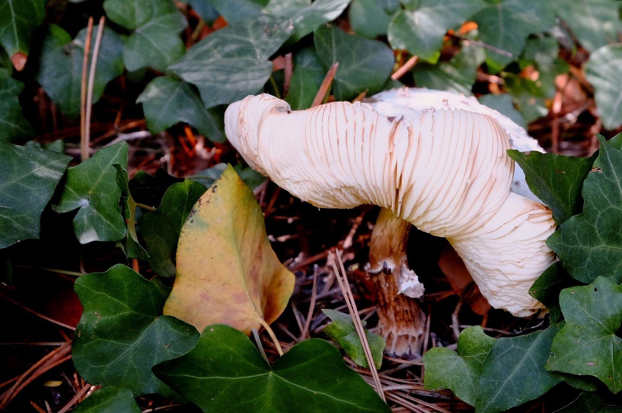 Pilz Lamellen Efeu - Kostenloses Foto auf Pixabay