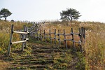 silver grass, bald mountain, autumn