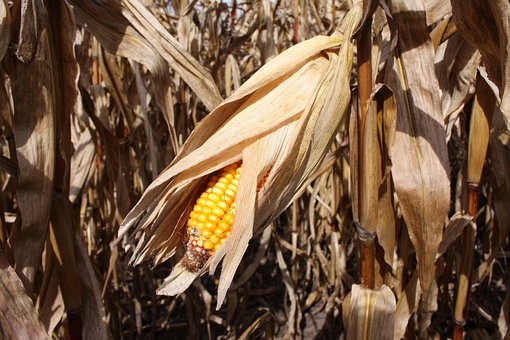 Free Corn Autumn photo and picture