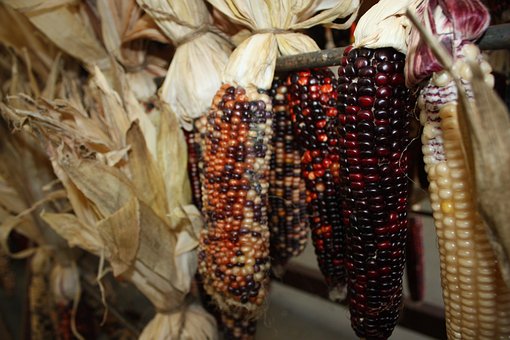 Free Corn Ear photo and picture