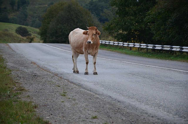 Free Cow On The Road Nature photo and picture