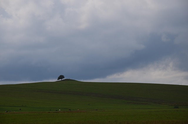 Free Tree Loneliness photo and picture