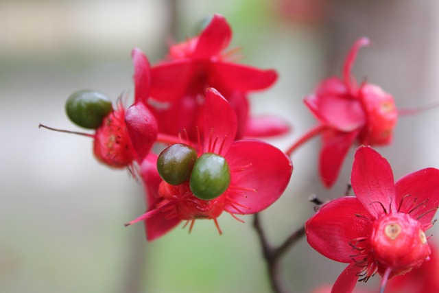 Free Flower Beautiful Flowers photo and picture