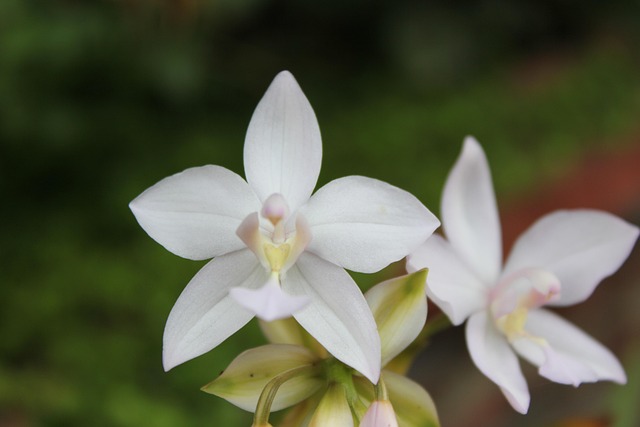 Free Flower Orchid photo and picture