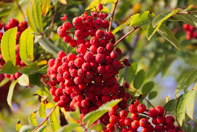 Free Rowanberry Berry photo and picture