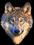animal, wolf, nature