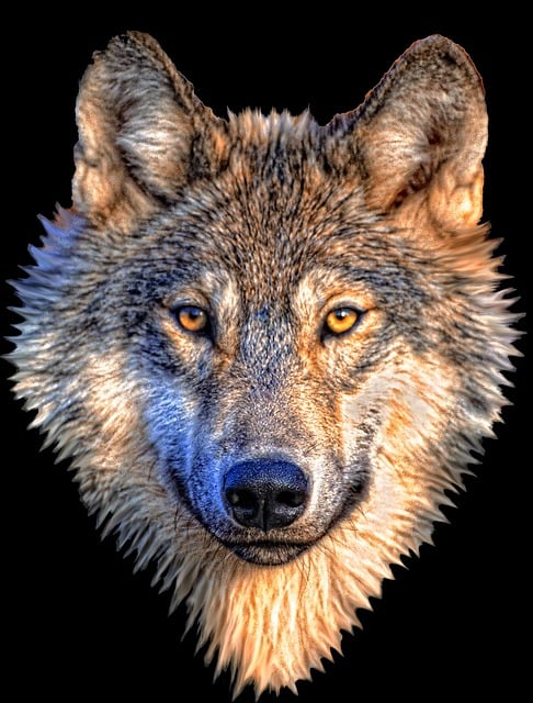 Free animal wolf nature illustration