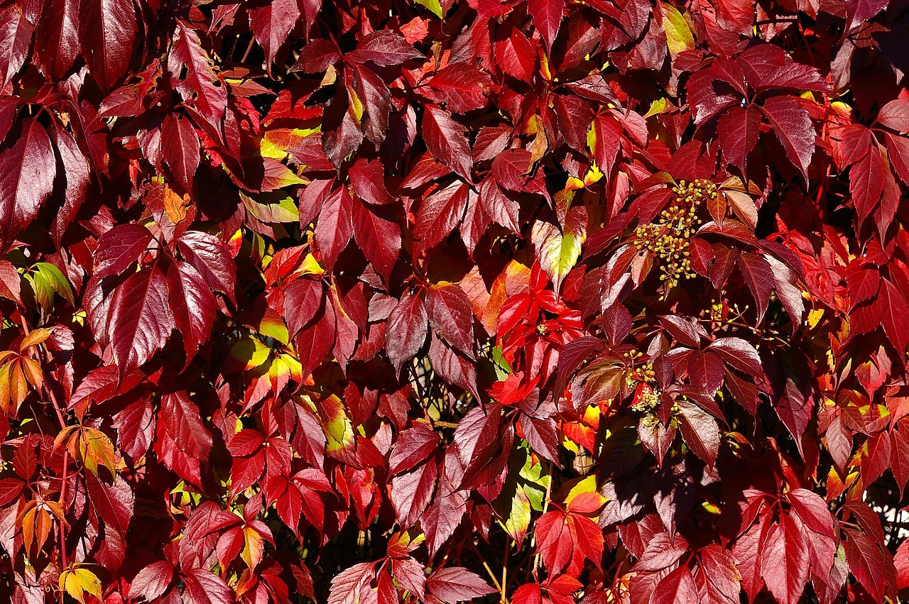 Wild Wine - free online jigsaw puzzle photo