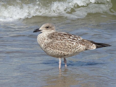 Free Gull Water photo and picture