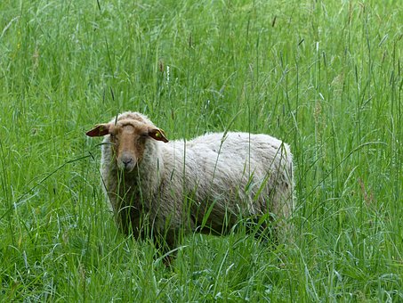Free Animal Green photo and picture