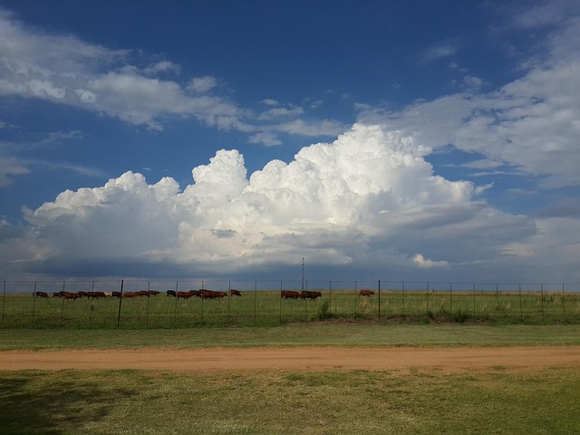 Fazenda, Clima, Natureza, Nuvens, Vacas