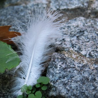 Free Down Feather photo and picture