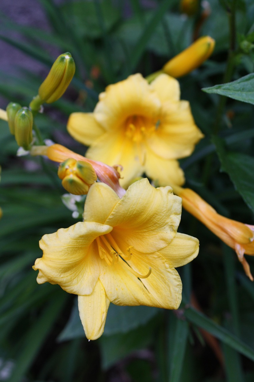 Lilies Flowers Nature Free photo on Pixabay Pixabay